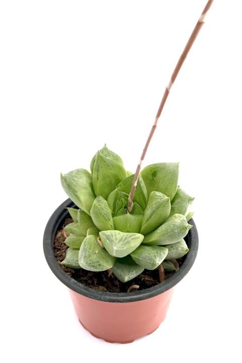 ünal kaktüs Haworthia Cymbiformis Sukulent