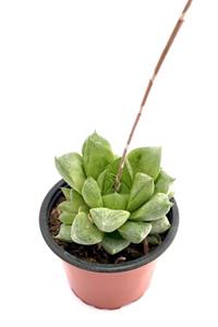 ünal kaktüs Haworthia Cymbiformis Sukulent