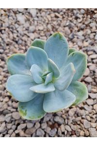 Astro Kaktüs Sukulent Echeveria Hakuhou