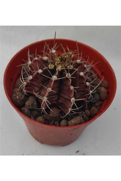 Pagoda Gymnocalycium Mihaniovichii-8,5 cm Saksı-ref 14h/56