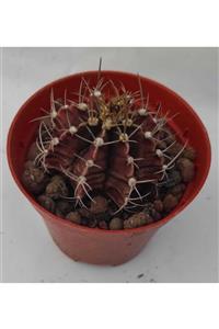 Pagoda Gymnocalycium Mihaniovichii-8,5 cm Saksı-ref 14h/56