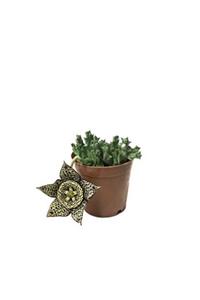 ÇİÇEKFLİX Stapelia Orbea 'variegata' (şuan Çiçeksizdir) - Leş Kaktüs 1.kalite