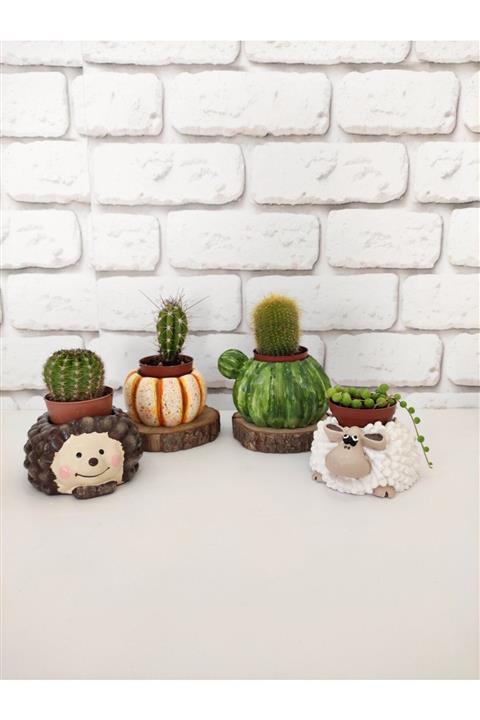 ÇAĞATÖLYE 4'lü Kaktüs, Balkabağı, Koyun Ve Kirpi Saksı