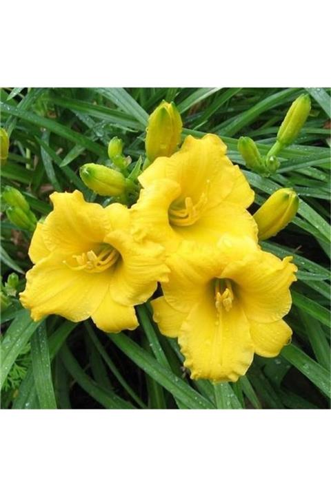 1001fidan Hemerocallis Mini Stella Güngüzeli Fidesi 0-30cm