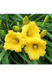 1001fidan Hemerocallis Mini Stella Güngüzeli Fidesi 0-30cm