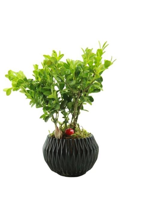 Çiçek Yolla Dekoratif Saksıda Buxus Bonsai