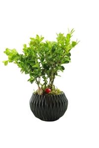 Çiçek Yolla Dekoratif Saksıda Buxus Bonsai