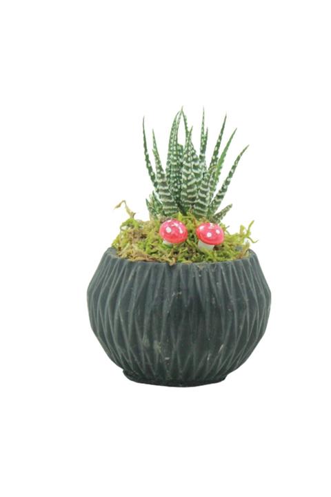 Çiçek Yolla Zebra Sukulent Dizayn