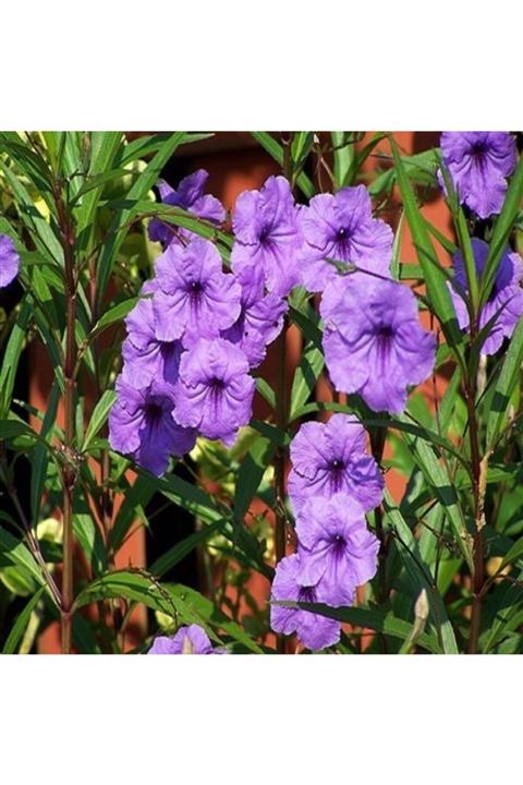 ALİBOTANİK Meksika Petunyası Ruvelya Ruellia 40 Cm