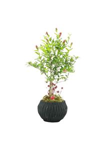 Çiçek Yolla Nar Bonsai