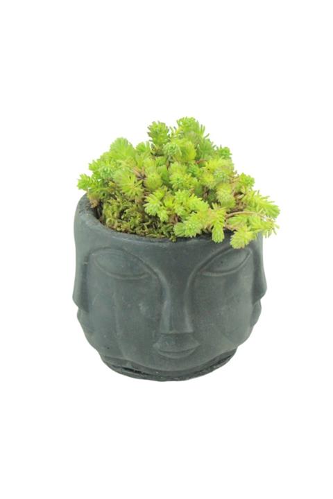 Çiçek Yolla Binbir Surat Sedum Serisi