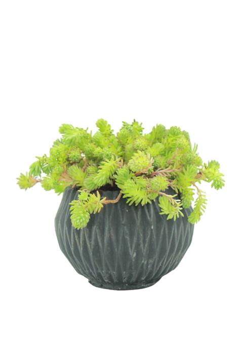 Çiçek Yolla Sedum Skulent Serisi