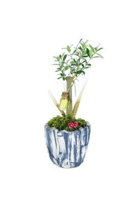 Hasal Süs Bitkileri Zeytin Ağacı Bonsai & Eskitme Wood Moss Beton Saksıda Hediyelik Canlı Çiçek