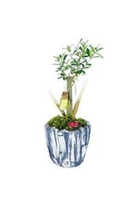Hasal Süs Bitkileri Zeytin Ağacı Bonsai & Eskitme Wood Moss Beton Saksıda Hediyelik Canlı Çiçek