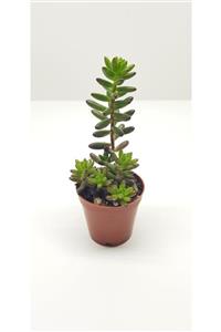 burmet Jelibon Sukulent (sedum Rubrotinctum) 5.5 Cm'lik Saksıda