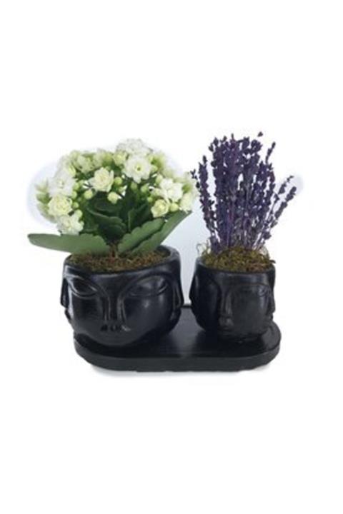 Hasal Süs Bitkileri Beyaz Kalanşo Kalanchoe & Kokulu Lavanta & Siyah Face Beton Saksıda Hediyelik Canlı Çiçek