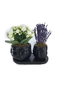 Hasal Süs Bitkileri Beyaz Kalanşo Kalanchoe & Kokulu Lavanta & Siyah Face Beton Saksıda Hediyelik Canlı Çiçek