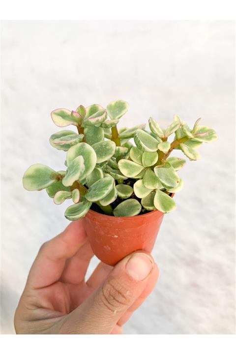 RetroCicekcilik Portulacaria Afra Sukulent 5.5 cm Saksıda