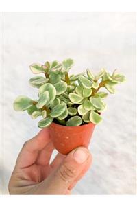 RetroCicekcilik Portulacaria Afra Sukulent 5.5 cm Saksıda