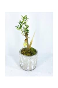 Hasal Süs Bitkileri Zeytin Ağacı Bonsai & Eskitme Dalgalı Beton Saksıda Hediyelik Canlı Çiçek