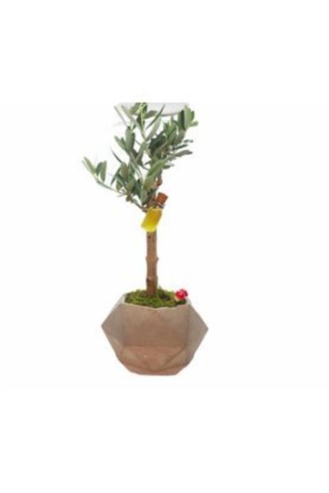 Hasal Süs Bitkileri Zeytin Ağacı Bonsai & Kahverengi Geometrik Beton Saksıda Canlı Çiçek