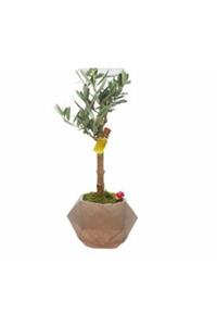 Hasal Süs Bitkileri Zeytin Ağacı Bonsai & Kahverengi Geometrik Beton Saksıda Canlı Çiçek