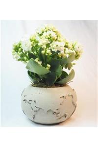 Hasal Süs Bitkileri Beyaz Kalanşo Kalanchoe & Gri Dünyam Beton Saksıda Hediyelik Canlı Çiçek