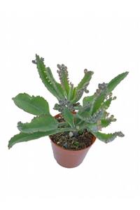 Sukulent Bahçem Kalanchoe Daigremontiana - Aşkın Gözyaşları (5,5 CM SAKSIDA)