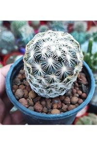 Pagoda Coryphantha Cornifera-8,5 cm Saksıda Kaktüs