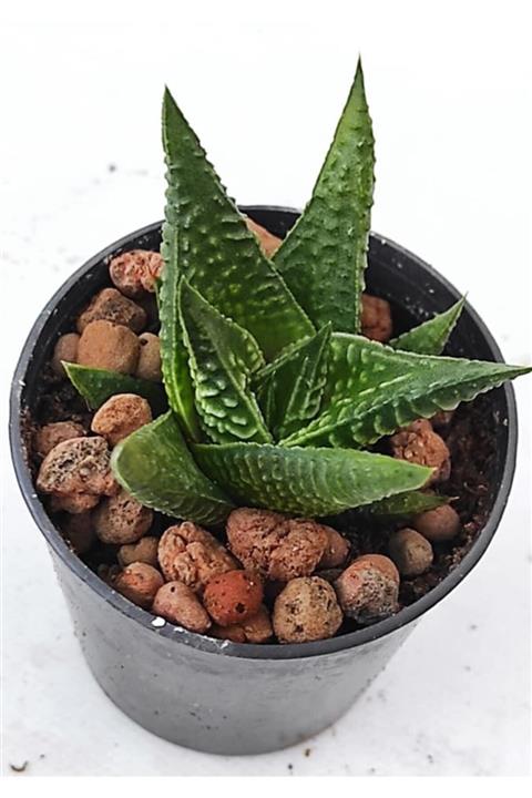 Pagoda 3 Lü Set--haworthia Limifolia-gasteria Batesiana-gasteria Little Warty--5.5 Cm Saksı-ref 24