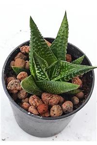 Pagoda 3 Lü Set--haworthia Limifolia-gasteria Batesiana-gasteria Little Warty--5.5 Cm Saksı-ref 24