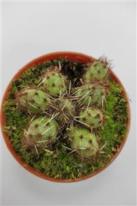 toprak Tephrocactus Ssp. Kaktüs 9 Luk Saksıda Özel Kaktüs,