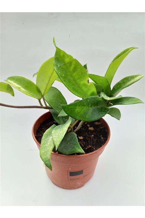 Gulen botanik Mum Çiçeği 12cm Saksıda