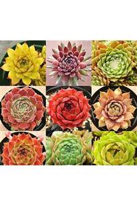 RAÇAM BOTANİK 9 Adet 9 Çeşit Sempervivum Sukulent Tohumu