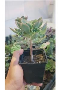 DOĞA BAHÇESİ Aeonium Haworthi Yeşil Büyük Boy Sukulent 8.1cm