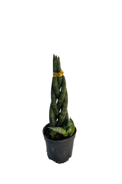 Sukulent Bahçem Sansevieria Cylindrica - Örgülü Paşa Kılıcı - 7 Cm Saksıda