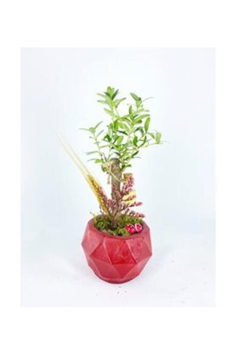 Hasal Süs Bitkileri Zeytin Ağacı Bonsai & Kırmızı Geometrik Beton Saksıda Hediyelik Canlı Çiçek