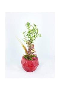 Hasal Süs Bitkileri Zeytin Ağacı Bonsai & Kırmızı Geometrik Beton Saksıda Hediyelik Canlı Çiçek