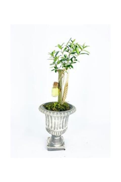 Hasal Süs Bitkileri Zeytin Ağacı Bonsai & Gri Antik Beton Saksıda Hediyelik Canlı Çiçek
