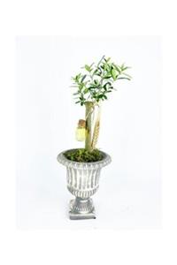 Hasal Süs Bitkileri Zeytin Ağacı Bonsai & Gri Antik Beton Saksıda Hediyelik Canlı Çiçek