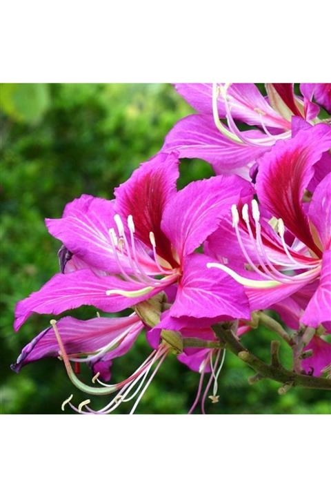 ALİBOTANİK Orkide Ağacı Fidanı Bauhinia Kelebek Ağacı