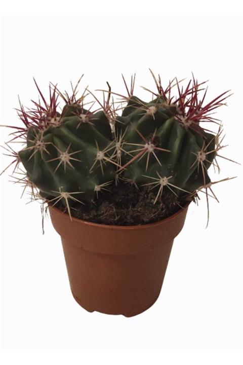 DİLEK DÜKKANI 8,5 Cm Lik Saksıda Ferocactus Kaktüs Model No:1115