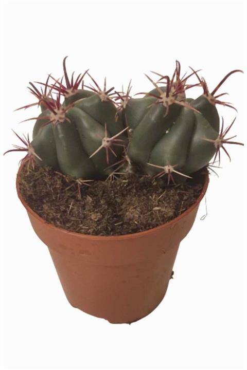 DİLEK DÜKKANI 8,5 Cm Lik Saksıda Ferocactus Emitt Kaktüs Model No:1103