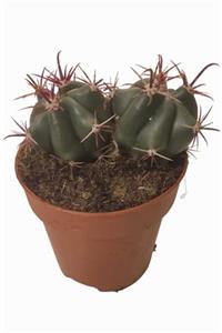 DİLEK DÜKKANI 8,5 Cm Lik Saksıda Ferocactus Emitt Kaktüs Model No:1103