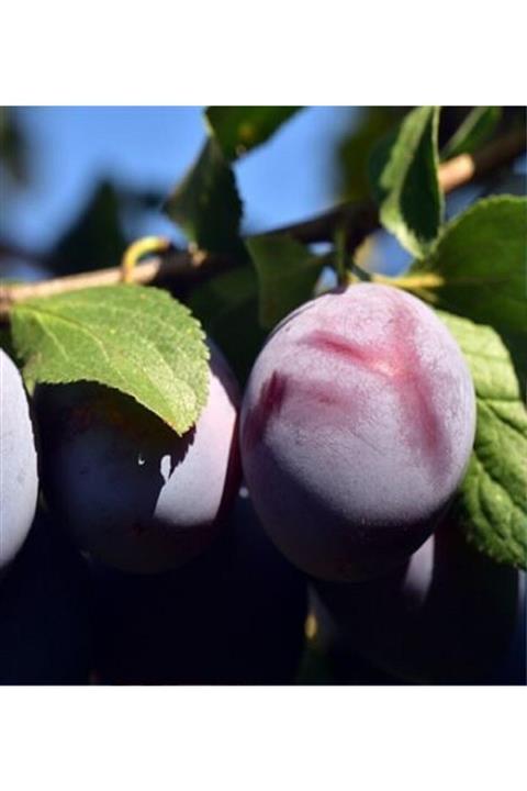 ALİBOTANİK Angeleno Anjelika Anjenika Erik Fidanı