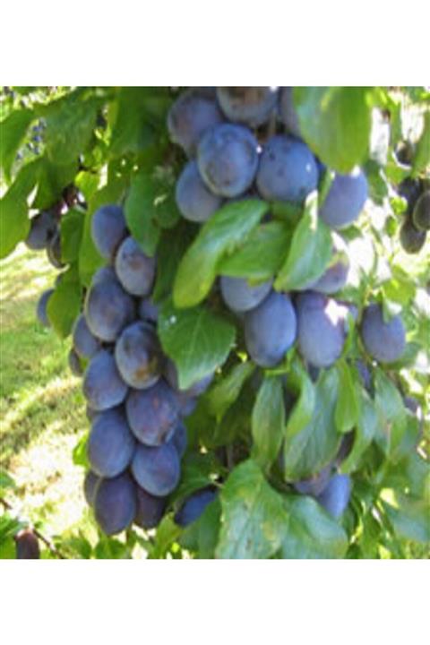 ALİBOTANİK Mürdüm Eriği Fidanı Mürdüm Erik