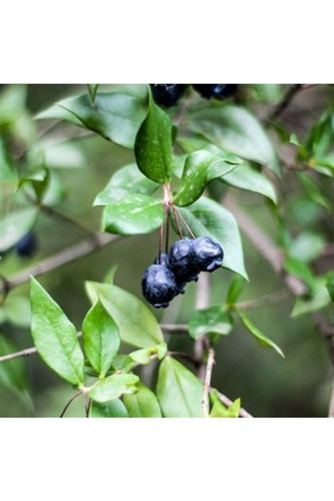 ALİBOTANİK Yaban Mersini Fidanı Siyah Murt Hambeles