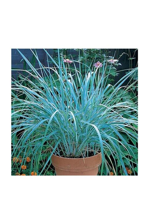 1001fidan Leymus Arenarius Blue Dune Tuzçavdarı Fidanı