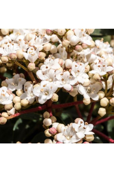 ALİBOTANİK Kartopu Fidanı 60 Cm Viburnum Tinus