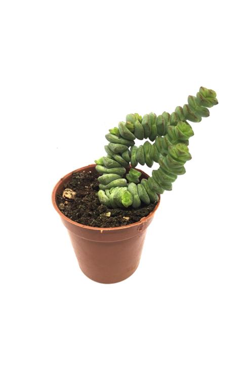 LEVANT Crassula Marnieriana Sukulent Yeni Seri